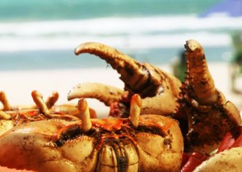 Entenda por que Fortaleza é pioneira na arte do caranguejo às quintas-feiras