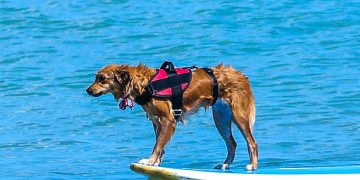 Fortaleza é a primeira cidade do Brasil a investir no turismo pet friendly