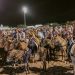 Vaquejada de Itapebussu retorna ao calendário de eventos com ampla programação agropecuária e cultura de 20 a 25 de setembro